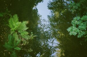 A view of trees from below looking up.