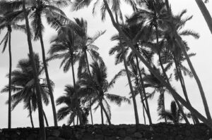 A black and white photo of palm trees