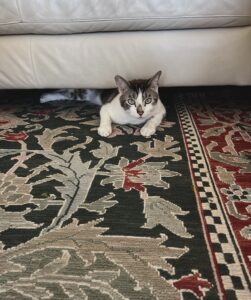 A cat sitting on the ground under a couch.