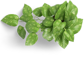 A close up of leaves on a plant