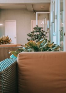 A plant in a pot on top of a couch.