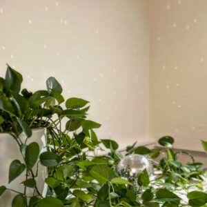A white cat sitting in front of some green plants.