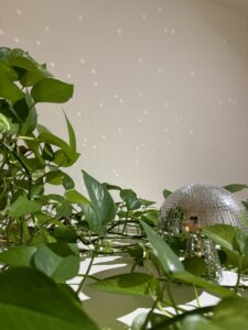 A plant that is growing in the corner of a room.