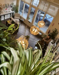 A view of some plants from above.